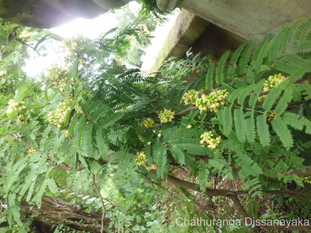 Libidibia coriaria (Jacq.) Schltdl.